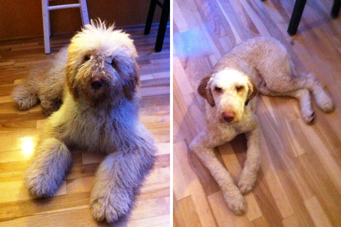 Basile, Before And After His First Shave. He Was A Bit Disgruntled
