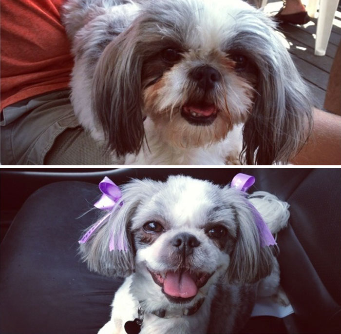 It Was About Time For A Haircut. Maggie Loves Haircuts