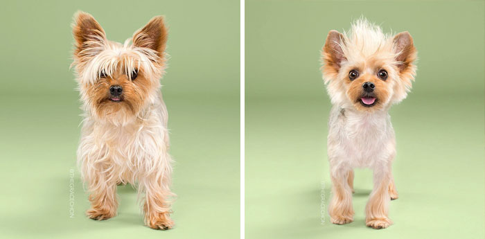 Teddy Before And After