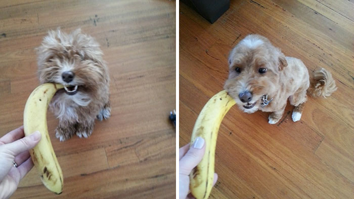 My Dog Nibbler After A Haircut