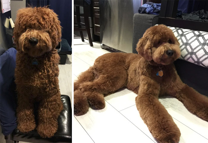 Meet Oakley After A Haircut