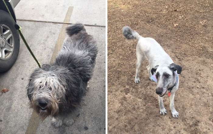My Shaggy Pup Got A Haircut Today And Doesn't Even Look Like The Same Dog