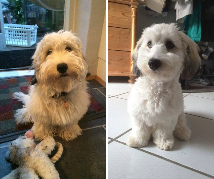 My Dog Before And After Her First Haircut
