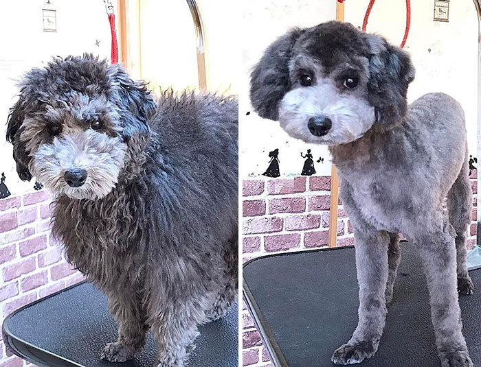 From Sheep To Puppy Again