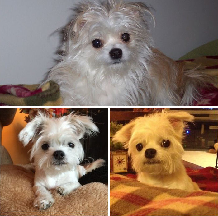 Snickett... Always Loves When He Gets His Hair Done. Drives The Ladies Wild