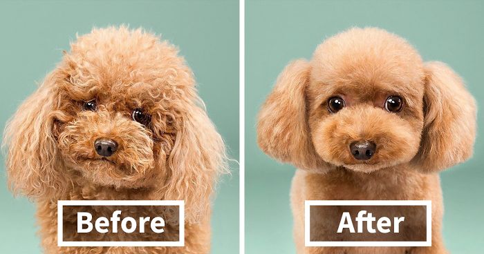 128 Dogs Before And After Their Haircuts (Add Yours)