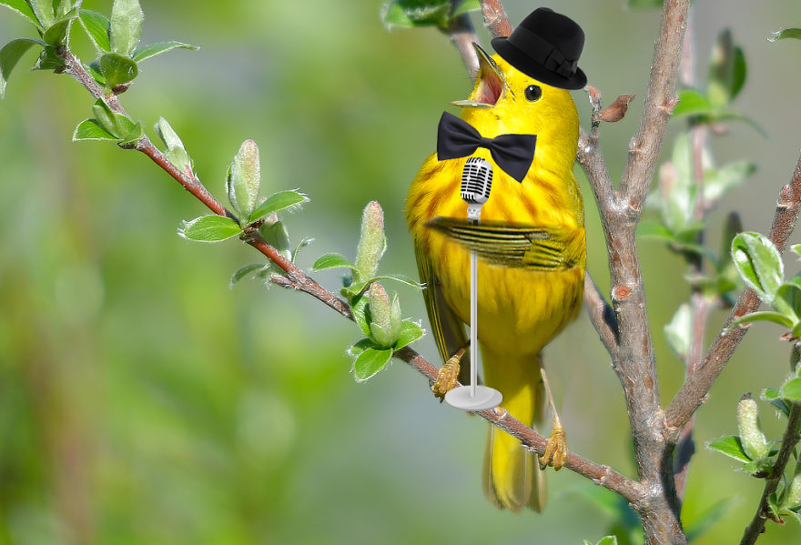 Buh-ba, Buh-ba, Booo