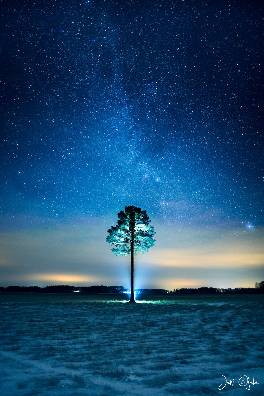 Single Tree