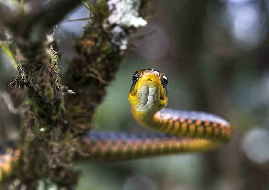 Yellow-flecked Sipo, Natural World Finalist