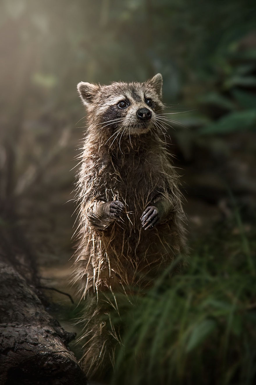 Swamp Raccoon, Natural World Finalist