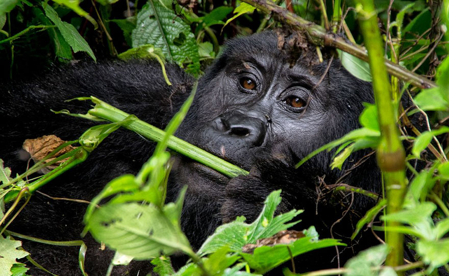 Brown-eyed Beauty, Sustainable Travel Finalist