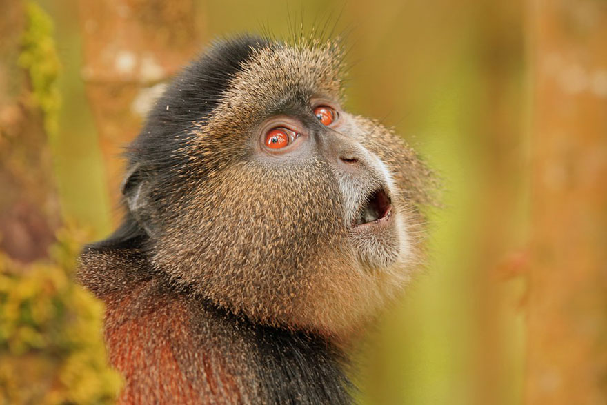 Golden Monkey Surveying The Area, Sustainable Travel Finalist