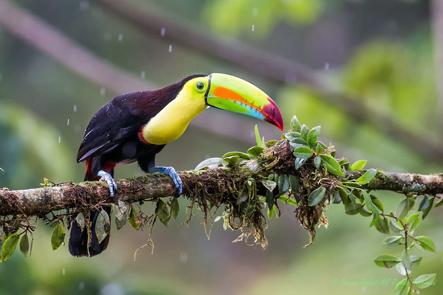 Keel-billed Toucan, Sustainable Travel Finalist