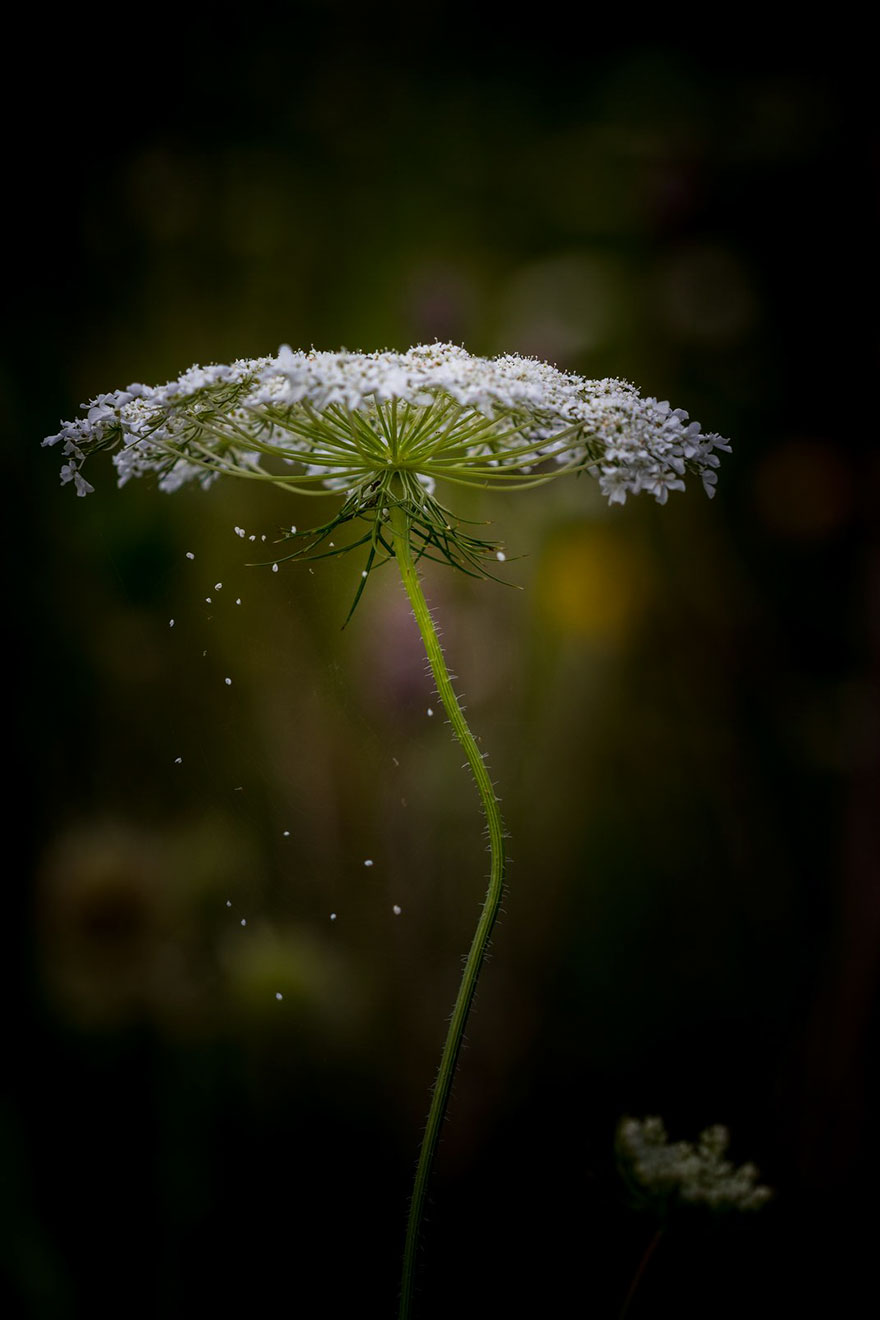 Love Me, Love Me Not, Altered Images Finalist