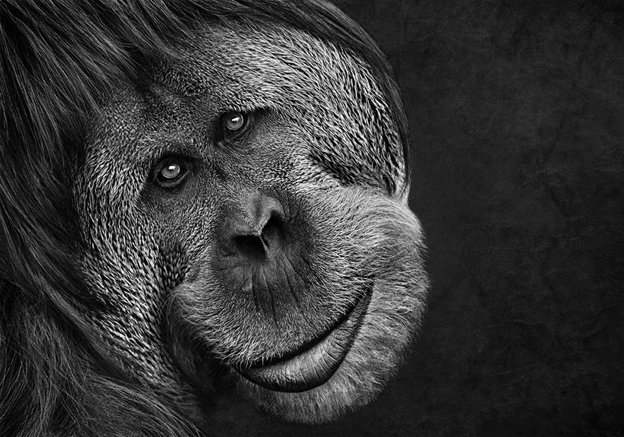 Orangutan, Altered Images Finalist
