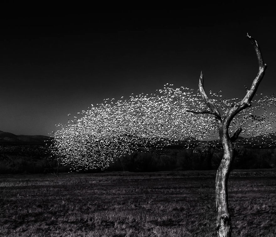Snow Geese At Bosque Del Apache, Altered Images Finalist