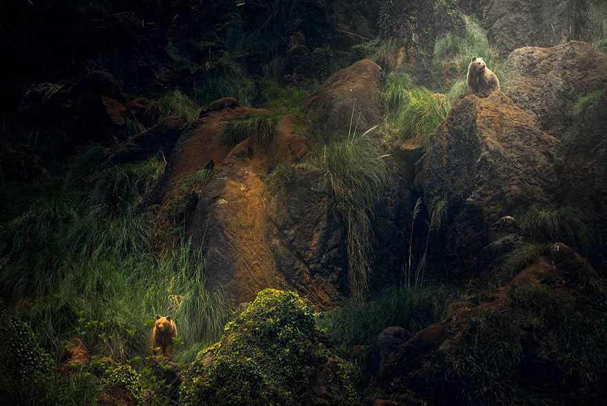 The Bear Odd Couple, Altered Images Finalist