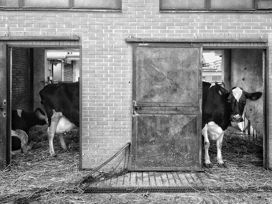 Long Cow, Mobile Finalist