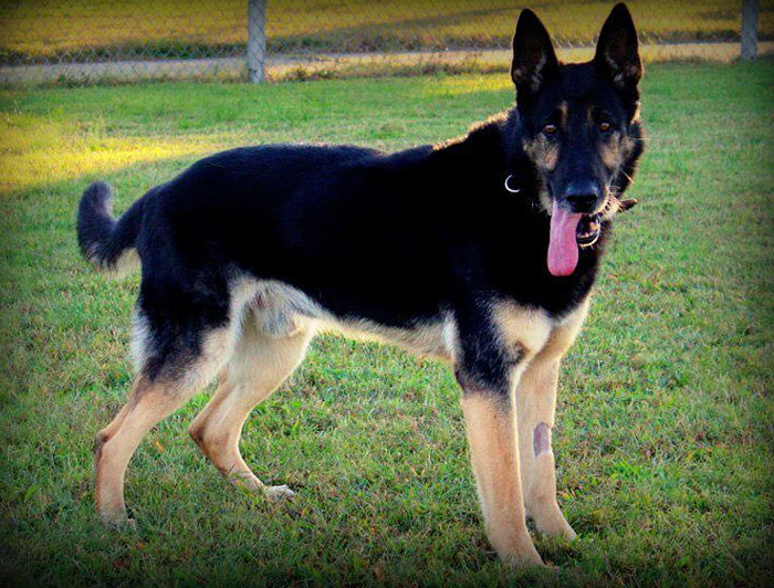 soldier-grieves-dying-dog-german-shepher-bodza-8 soldier-grieves-dying-dog-german-shepher-bodza-8