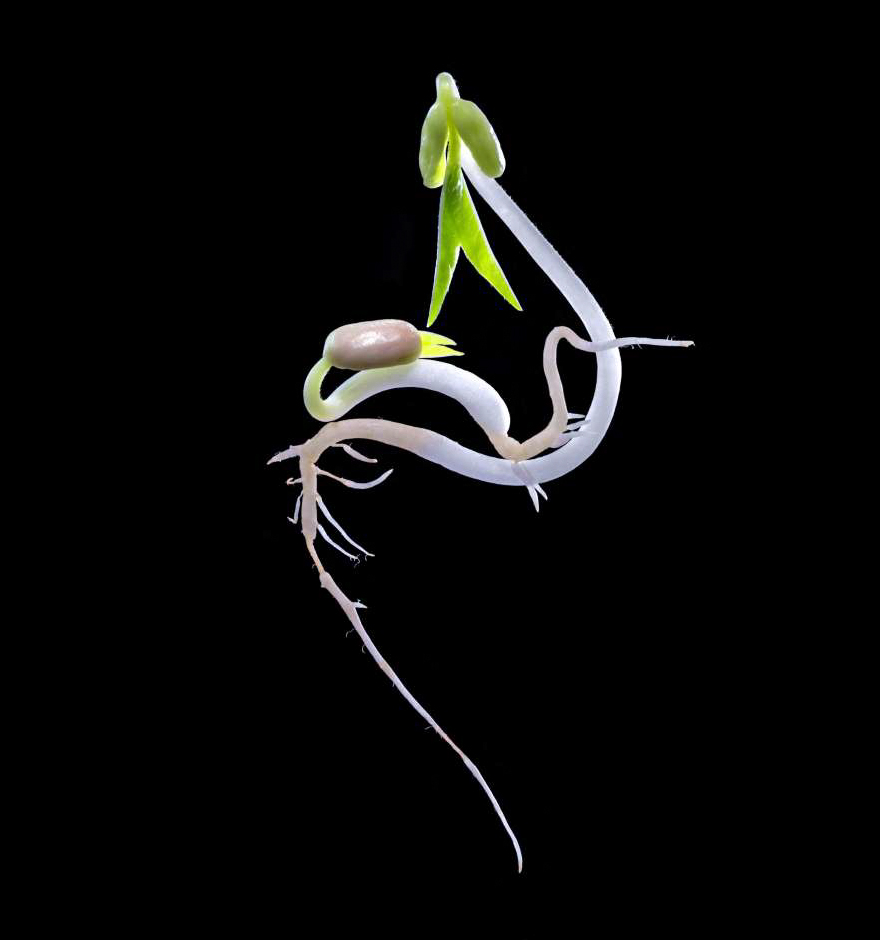 Ngoc Mai Nguyen, Vietnam National Award