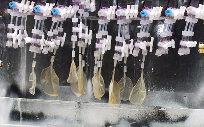 Scientists Transform Spinach Leaves Into Working Human Heart Tissue Scientists Transform Spinach Leaves Into Working Human Heart Tissue