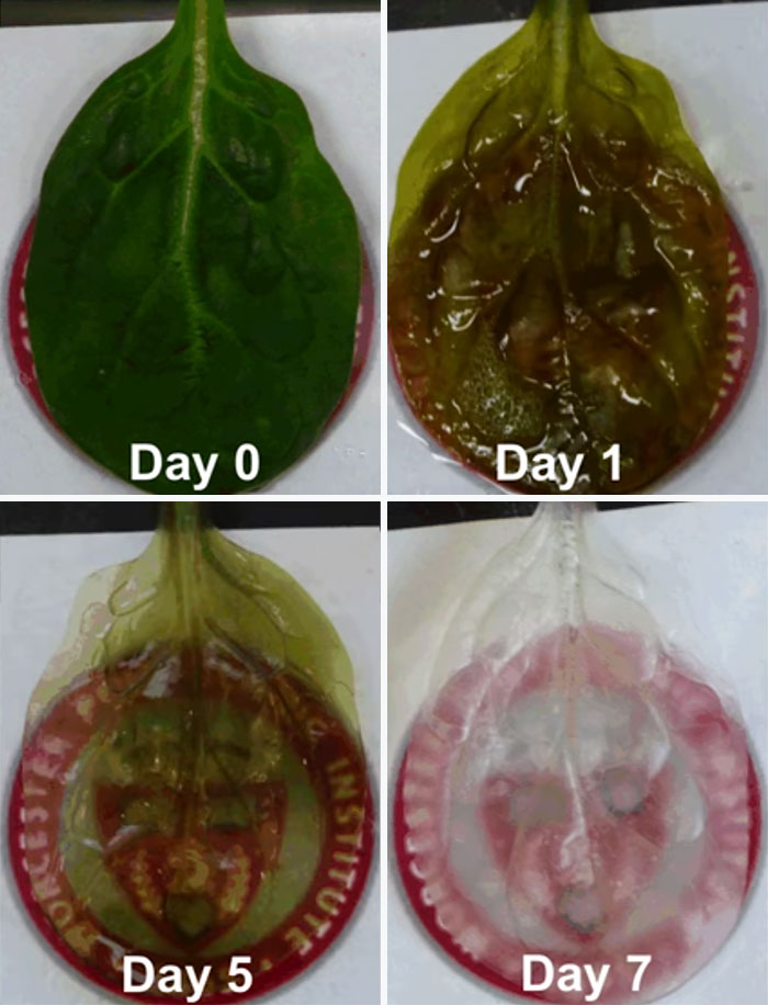Scientists Transform Spinach Leaves Into Working Human Heart Tissue Scientists Transform Spinach Leaves Into Working Human Heart Tissue
