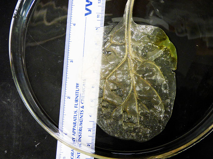 Scientists Transform Spinach Leaves Into Working Human Heart Tissue Scientists Transform Spinach Leaves Into Working Human Heart Tissue