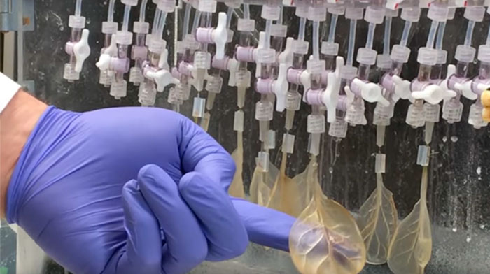 spinach-leaf-heart-tissue-worcester-polytechnic-institute-6 spinach-leaf-heart-tissue-worcester-polytechnic-institute-6