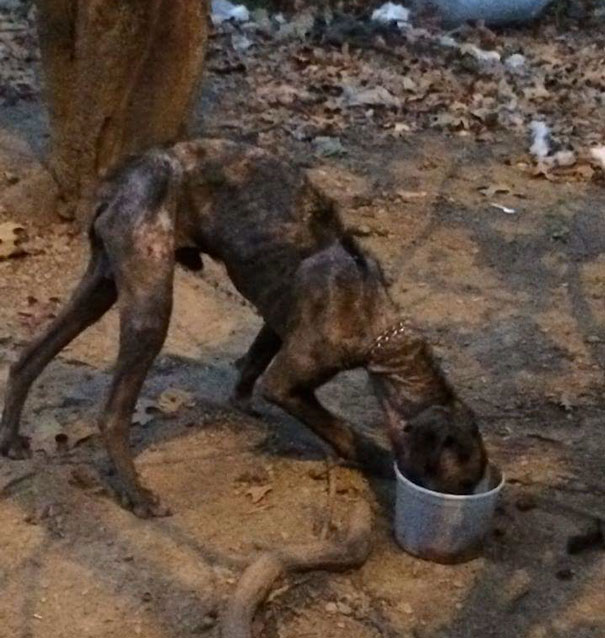 Dying Dog Chained For 4 Years Finds Forever Home, And This Is How Love Transformed Him Dying Dog Chained For 4 Years Finds Forever Home, And This Is How Love Transformed Him