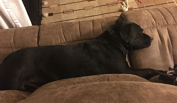 Dying Dog Chained For 4 Years Finds Forever Home, And This Is How Love Transformed Him