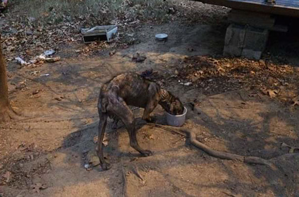Dying Dog Chained For 4 Years Finds Forever Home, And This Is How Love Transformed Him