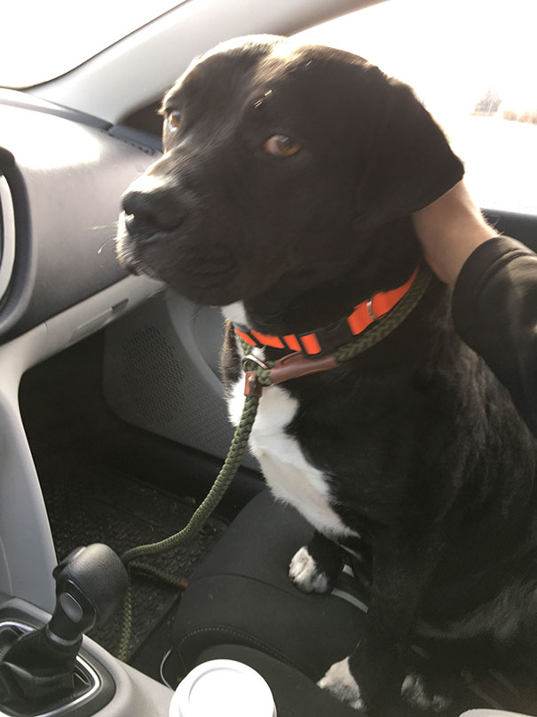 Dying Dog Chained For 4 Years Finds Forever Home, And This Is How Love Transformed Him