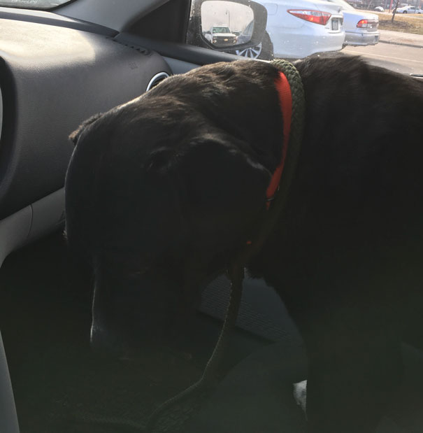 Dying Dog Chained For 4 Years Finds Forever Home, And This Is How Love Transformed Him Dying Dog Chained For 4 Years Finds Forever Home, And This Is How Love Transformed Him