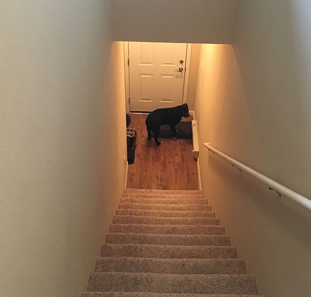 starved-chained-rescue-dog-transformation-tom-5 starved-chained-rescue-dog-transformation-tom-5