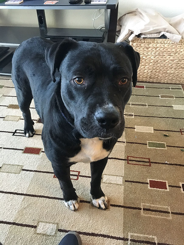 Dying Dog Chained For 4 Years Finds Forever Home, And This Is How Love Transformed Him Dying Dog Chained For 4 Years Finds Forever Home, And This Is How Love Transformed Him