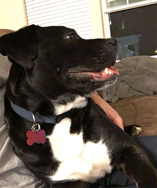 Dying Dog Chained For 4 Years Finds Forever Home, And This Is How Love Transformed Him Dying Dog Chained For 4 Years Finds Forever Home, And This Is How Love Transformed Him