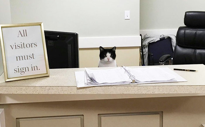 Este gato callejero se coló en un asilo y encontró trabajo