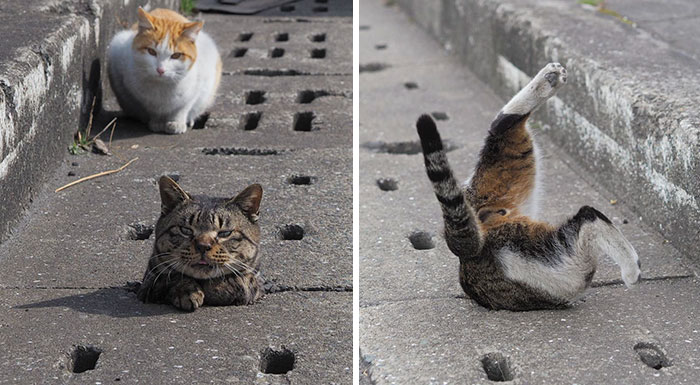 Estos gatos callejeros descubrieron los agujeros de un desagüe y se lo pasan genial en ellos