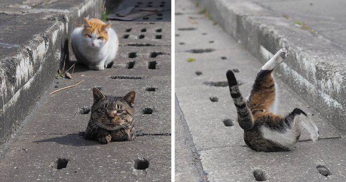 Stray Cats Find Drain Pipe Holes And Now They Are Having The Time Of Their Life