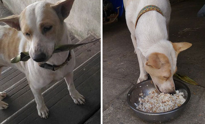 Este perro callejero trae regalos a la mujer que le da de comer