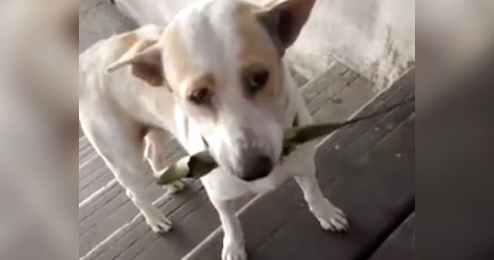 This Stray Dog Keeps Bringing Gifts To A Woman That Fed Him