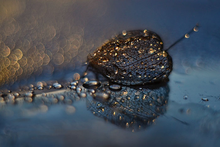 I Use Macro Lens To Capture Fragile Beauty Of Polish Nature