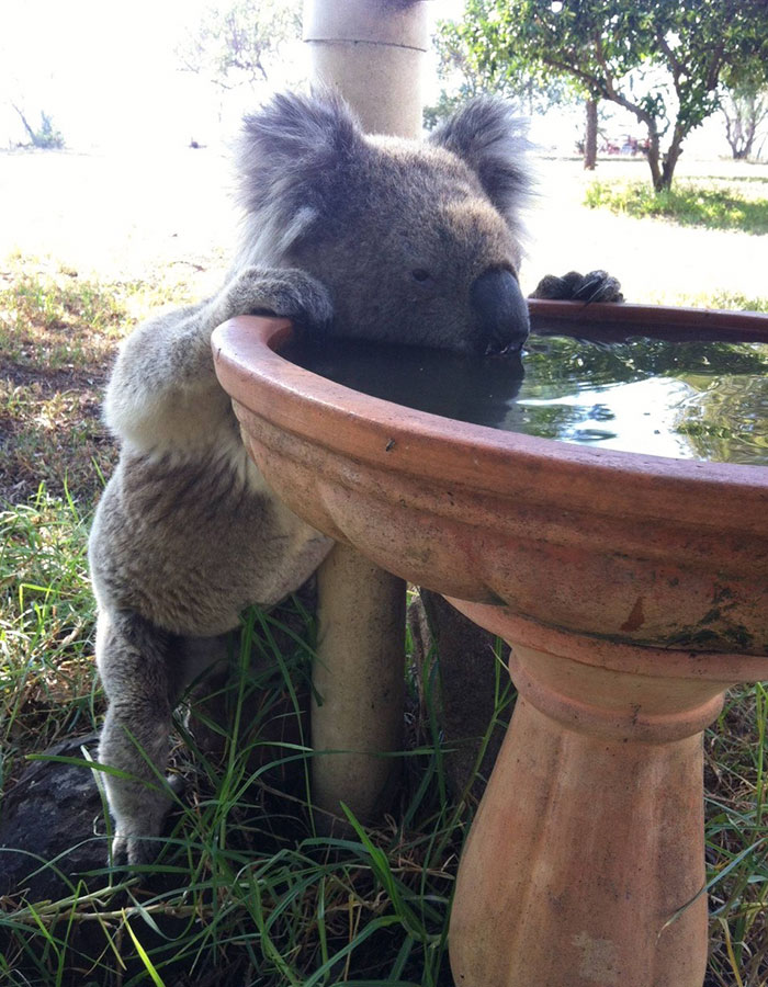 thirsty-koalas-drinking-stations-australia-1 thirsty-koalas-drinking-stations-australia-1