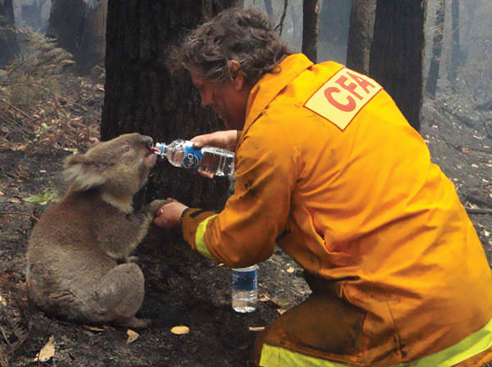 thirsty-koalas-drinking-stations-australia-4 thirsty-koalas-drinking-stations-australia-4