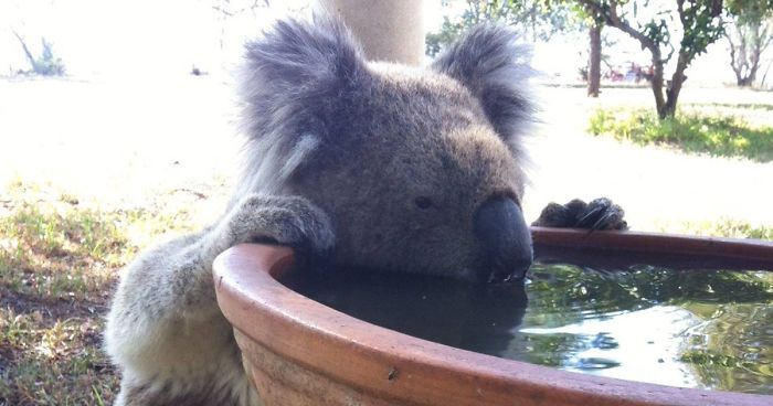 Koalas Are Dying Of Thirst, So This Farmer Came Up With A Brilliant Solution To Help Them