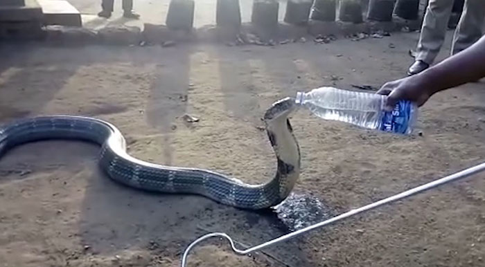 Esta enorme cobra desesperada de sed recibe una botella de agua