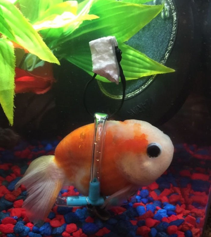 tiny-goldfish-wheelchair-taylor-dean-2