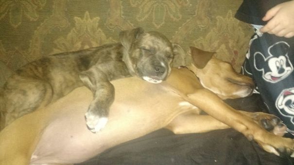 Daisy The Rodesian Ridgeback And Apple The Pit Bull Melting After Playing