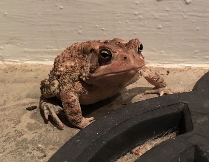 toad-tinny-hat-1 toad-tinny-hat-1