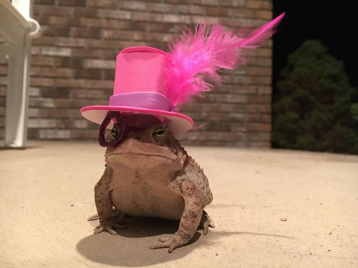 toad-tinny-hat-4 toad-tinny-hat-4